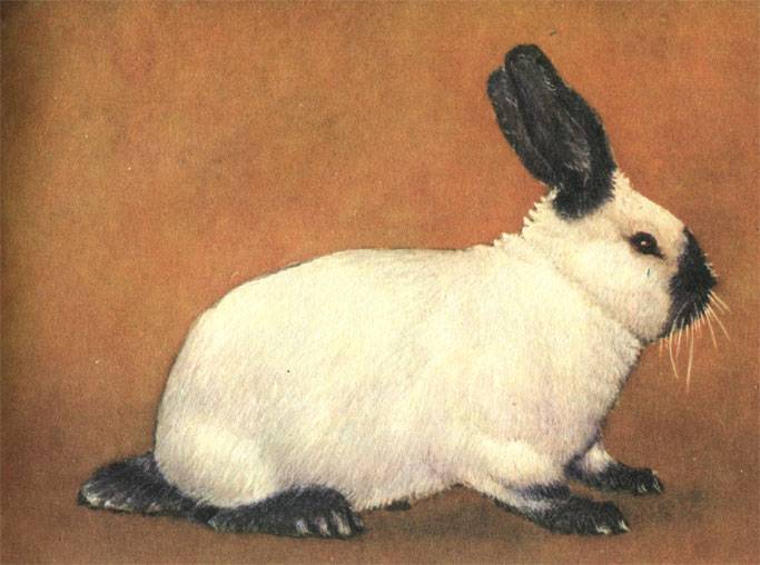 Русский горностаевый кролик: история выведения и описание породы  | огородники