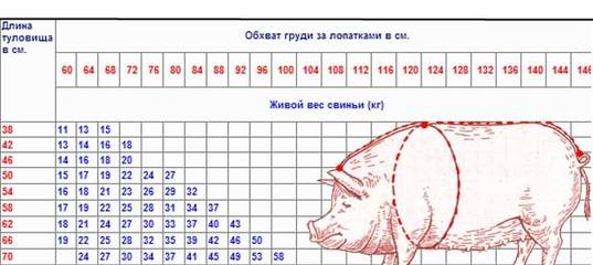 О том, сколько весит свинья (таблица измерения веса свиней по замерам)
