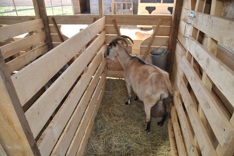 Содержание коз зимой без отопления в домашних условиях