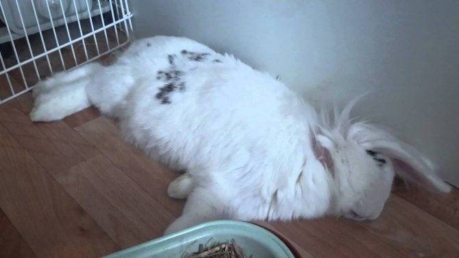 ᐉ как спят кролики декоративные? - zoomanji.ru