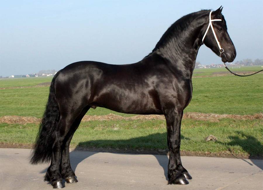 Фризская порода лошадей: описание и правила по разведению