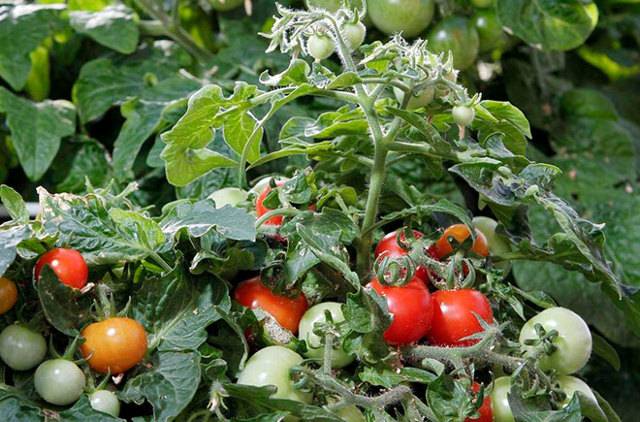 Характеристика и описание сорта томатов дубок
