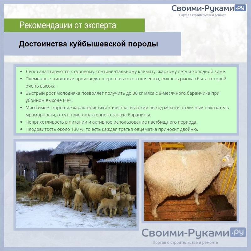 Разведение овец куйбышевской породы