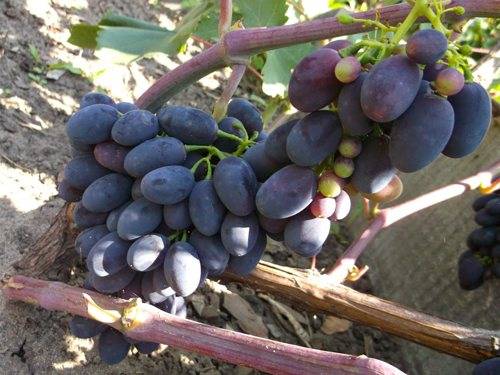 Виноград кодрянка: описание сорта, характеристика, особенности выращивания, отзывы :: syl.ru