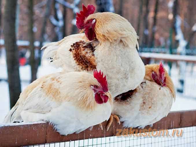 Содержание кур зимой – как заставить курицу нестись в холода