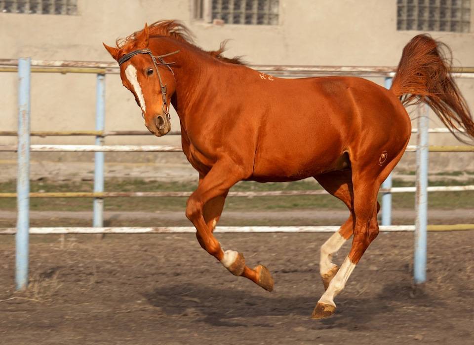 Донская порода лошадей: описание и характеристики, особенности содержания