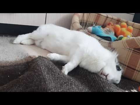 Как спят кролики: с открытыми глазами или закрытыми, сколько спят