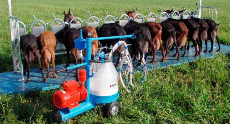 Доильный аппарат для коз: разновидности, плюсы и минусы и как сделать самому