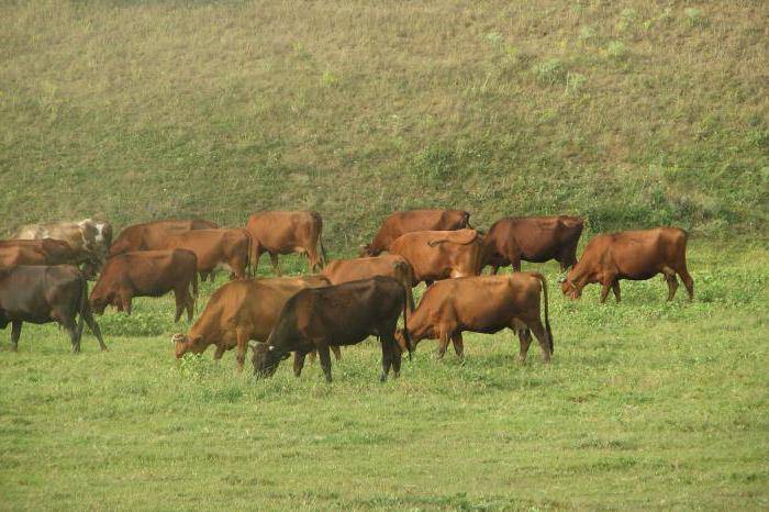 Красная степная порода коров: характеристики и описание