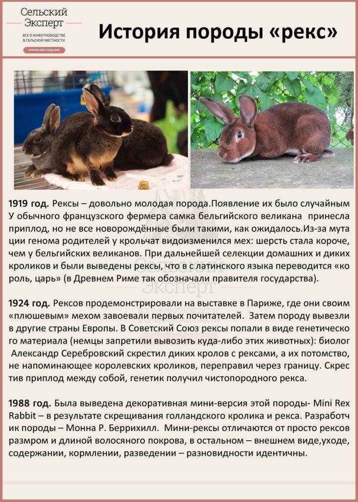 Кролики рекс: фото, описание породы, разведение