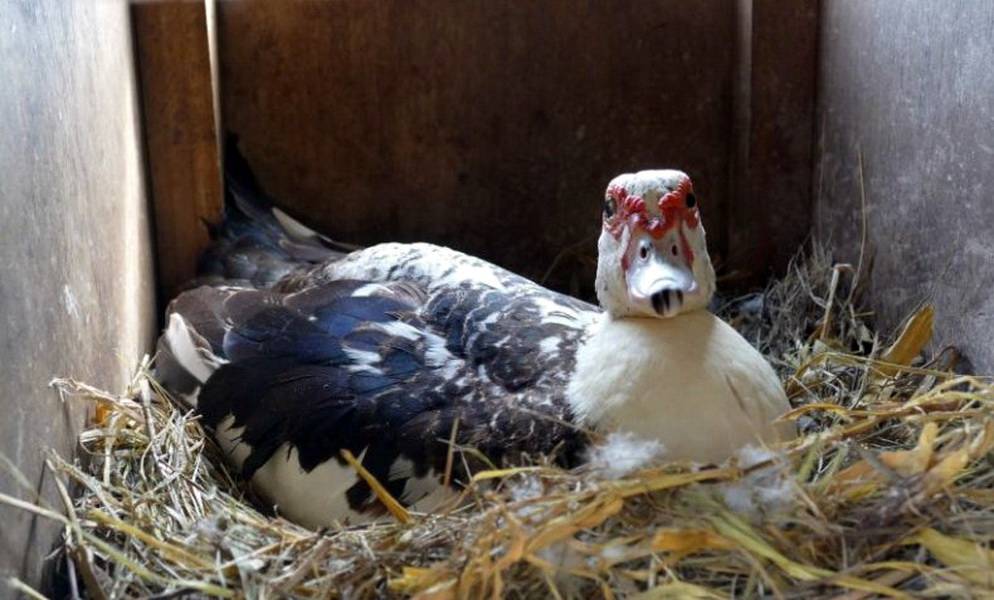 Когда начинают нестись утки — яйценосный период от а до я