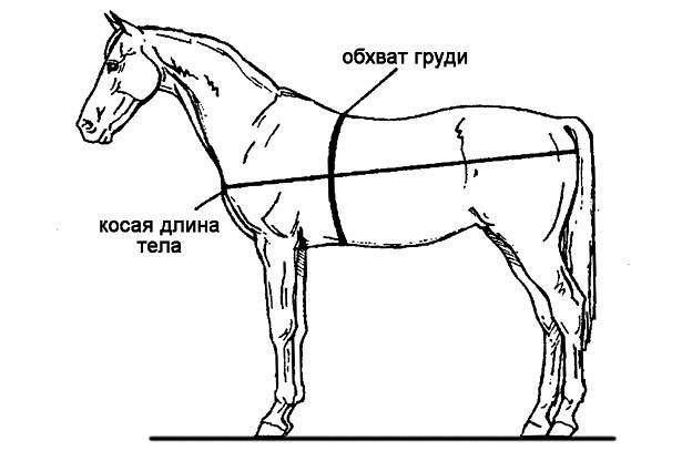 Вес лошади: средний, максимальный, таблица