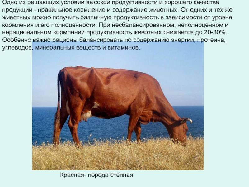 ᐉ красная степная порода коров характеристика – корова червона степова - zoomanji.ru