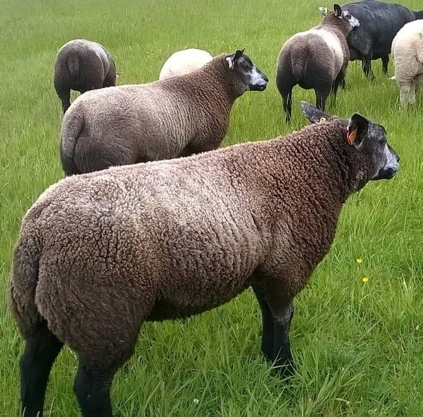 Овцы породы тексель: характеристики, особенности и отличия