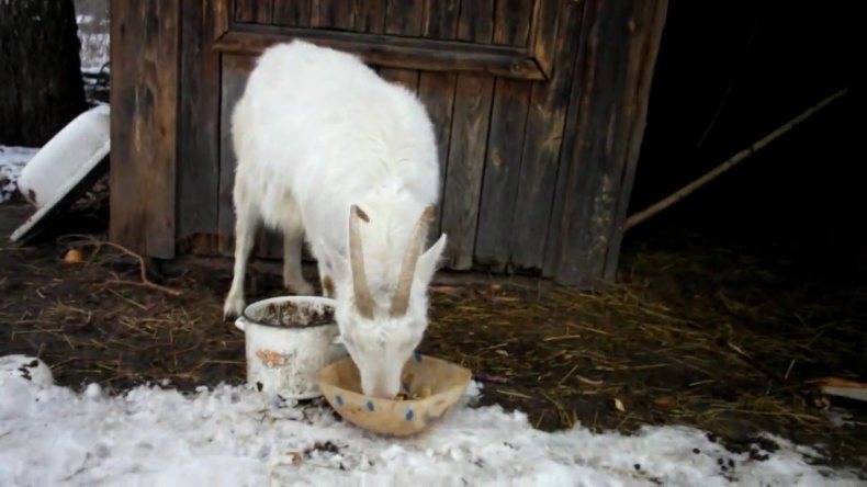 Содержание коз зимой, чем кормить, как согреть