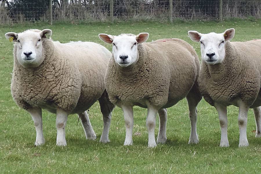 Порода овец тексель: описание и характеристика