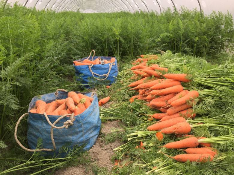Чем подкормить свеклу и морковь для роста? чем подкормить свеклу, чтобы она была сладкая? :: syl.ru