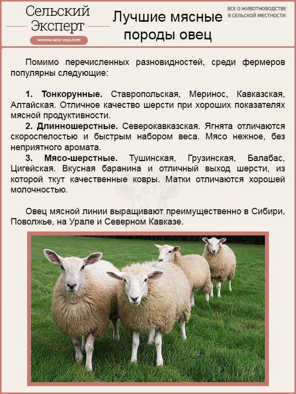 Мясные породы овец в россии: лучшие бараны направления на мясо - мраморная баранина, большие и южные