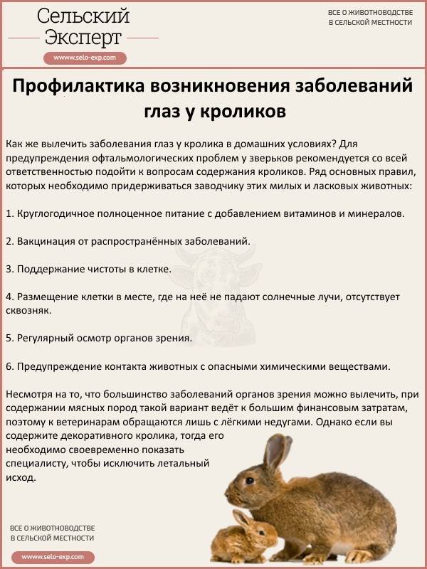 Профилактика болезней кроликов — лечение кроликов от вирусных заболеваний и предотвращение падежа в кролиководческом хозяйстве
