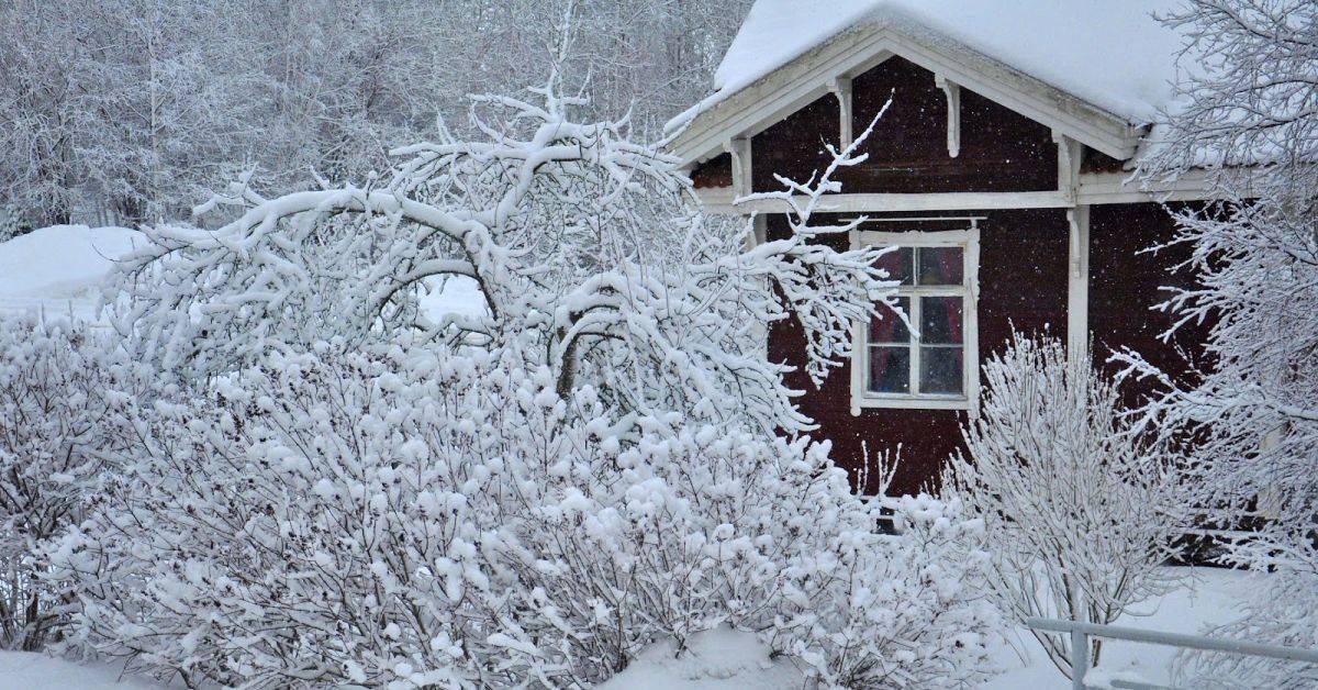 Что можно сделать на даче, когда кругом зима...: дневник пользователя васильева68