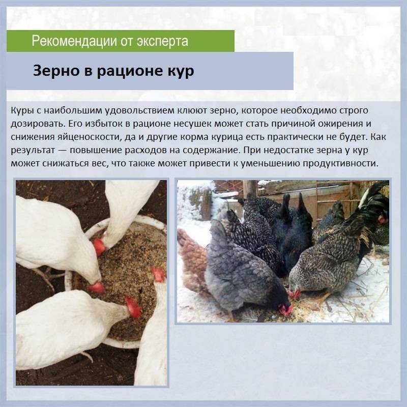 Рацион питания для кур: практические советы по подбору сбалансированного состава пищи для птицы ао "витасоль"