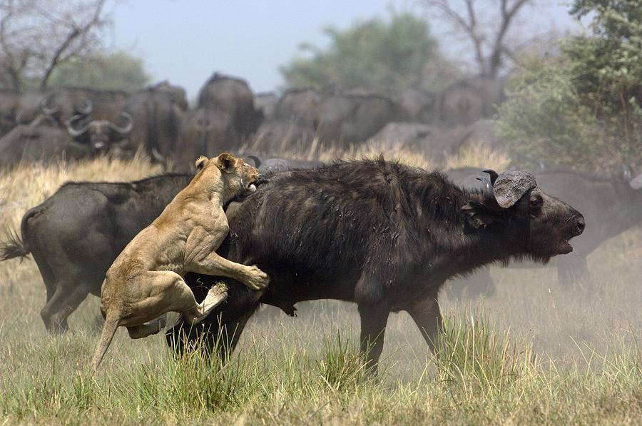 Описание и места распространения Африканских буйволов