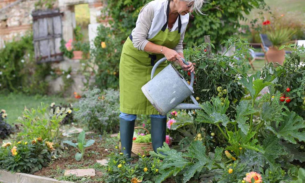 Календарь самых важных работ в саду и огороде на август: подробнейший регламент работ для садоводов и огородников