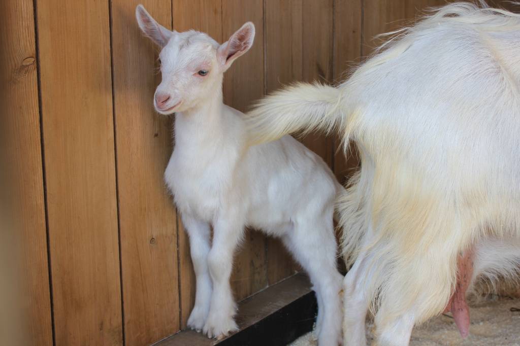 Молочные козы зааненской породы: характеристики, описание и содержание животных