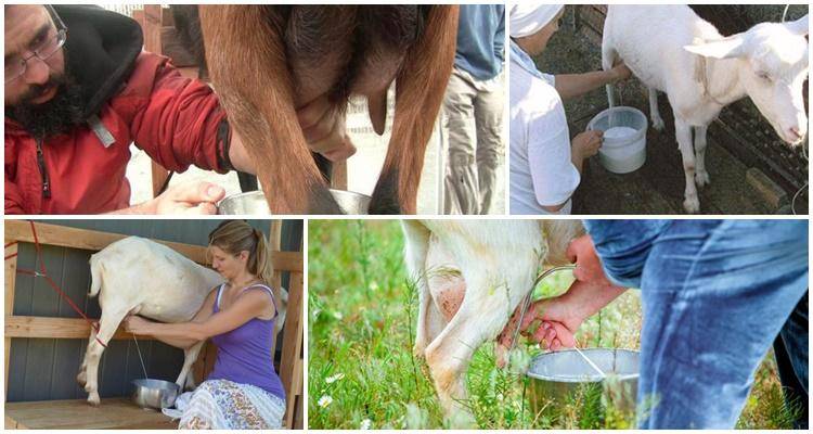 Доильный аппарат для коз своими руками: инструкция в домашних условиях