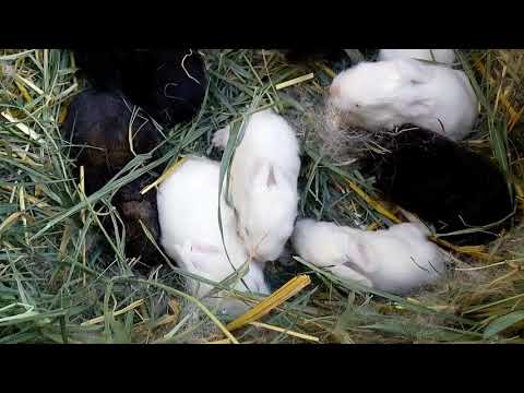 Почему крольчиха съедает своих крольчат: способы предотвратить это