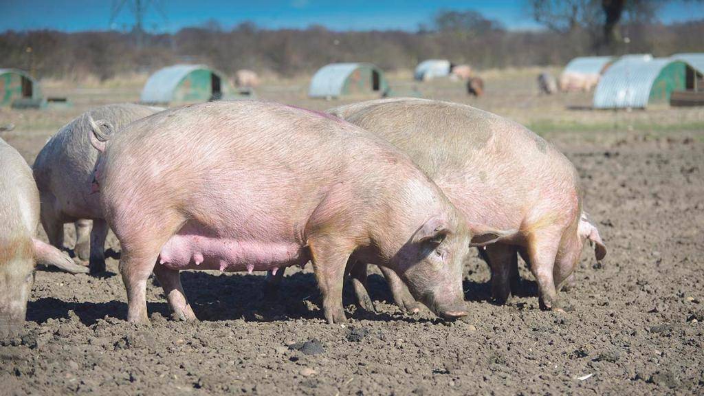 Порода свиней йоркшир, йоркширская порода свиней (фото и видео)
