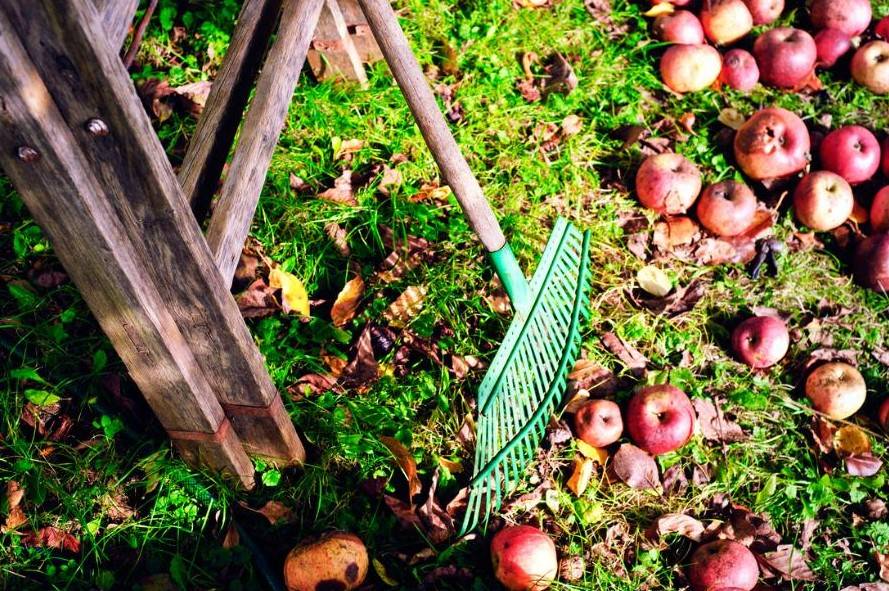 10 самых важных дел в октябре в саду и огороде