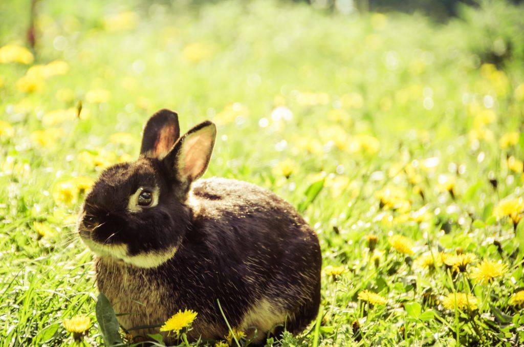 Паралич кролика не связанный с травмами