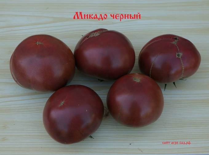 Томат микадо розовый: отзывы, фото помидоров, описание, выращивание, видео