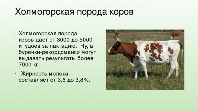"холмогорская" порода коров