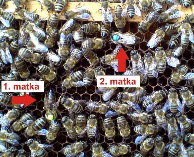 Пчёлы карника: описание породы, характеристики, отзывы пчеловодов