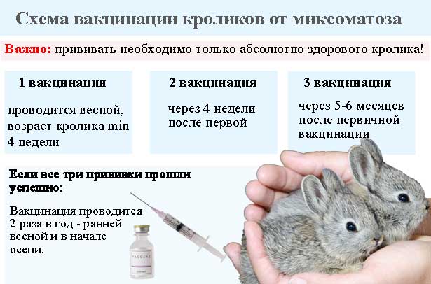 Чем может кроликовод заразиться от кролика?