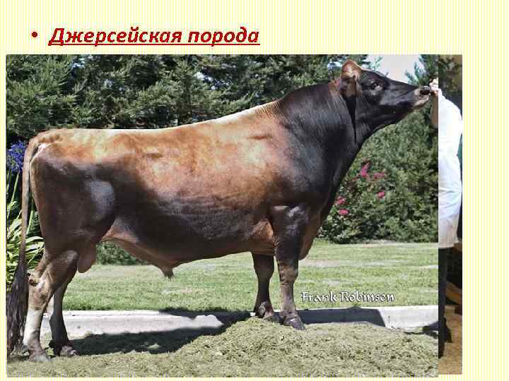 Характеристика голштинской породы коров и бычков
