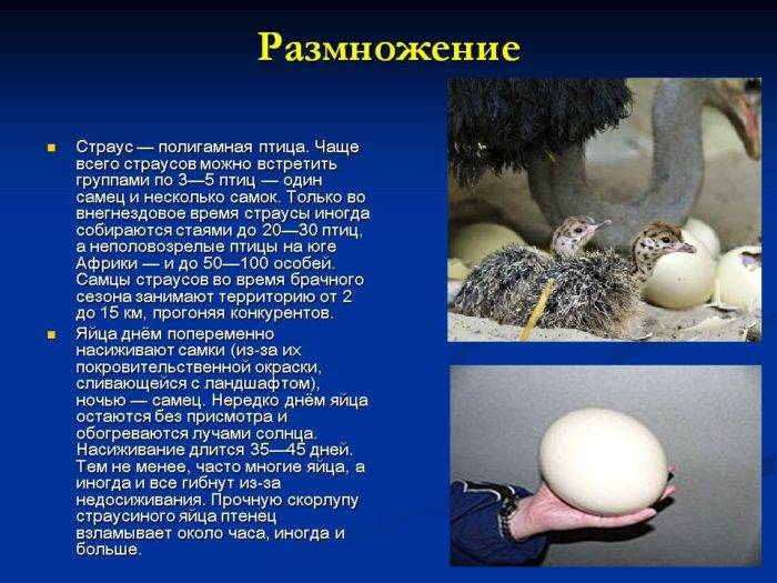 Сколько яиц приносит страус, как часто несётся