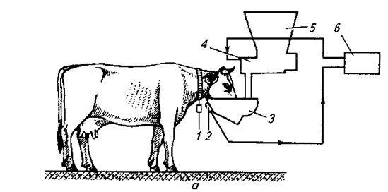 Технологии содержания коров