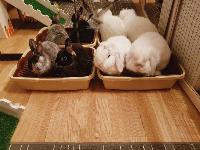 Содержание декоративных кроликов
