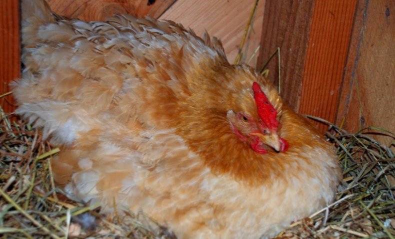 Обморожение лап и гребня у курицы – как заметить и вылечить