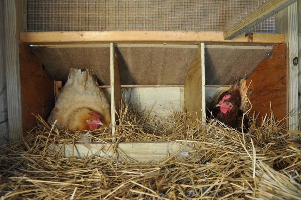 Куры не несут яйца – причины и способы восстановить яйценоскость