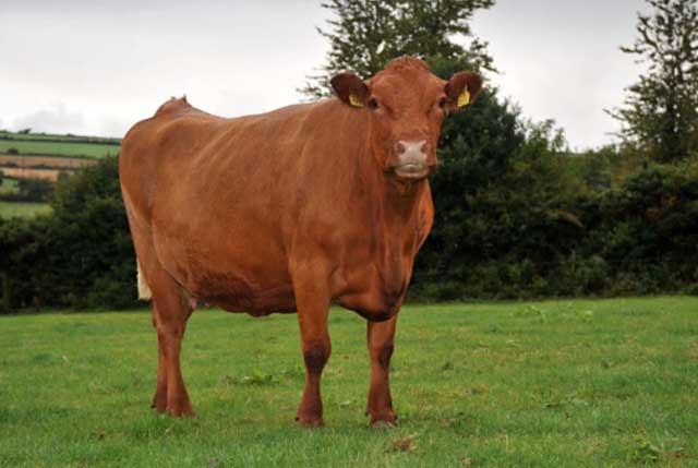 Эмфизематозный карбункул коров - болезни коров