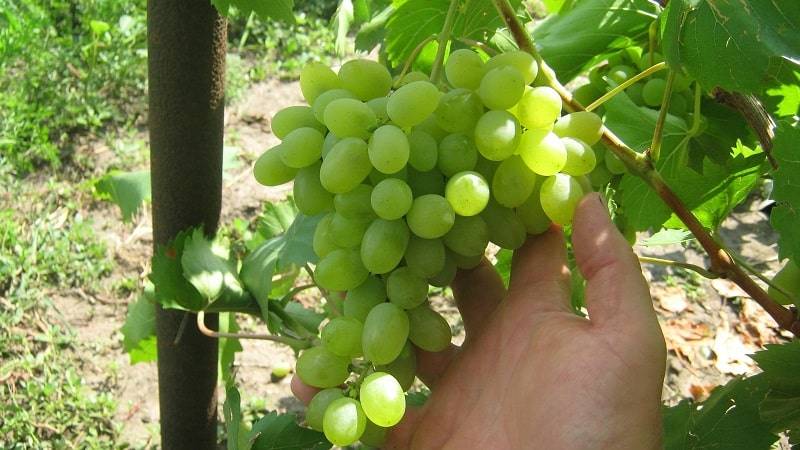 Характеристика винограда сорта августин