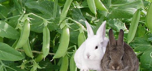 Можно ли кроликам горох, ботву и его стручки: норма кормления