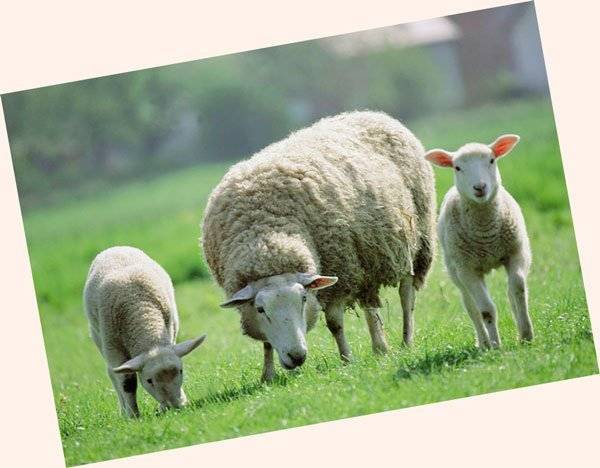 Все тонкости овцеводства: организация прибыльного бизнеса