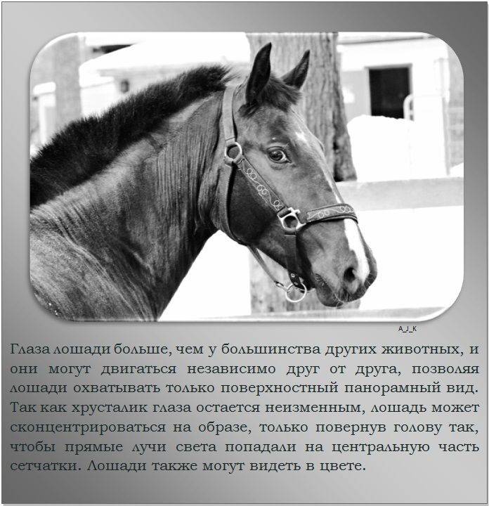 Самые интересные и невероятные факты о лошадях
самые интересные и невероятные факты о лошадях