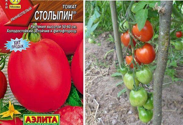 Томат «столыпин»: описание сорта и фото, характеристики плодов помидоров и советы по их выращиванию