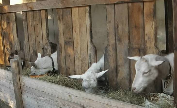 Сколько козе нужно сена на зиму и как его заготовить - агро эксперт